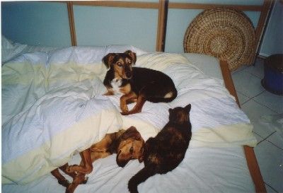 Das gr&ouml;&szlig;te und bequemste "K&ouml;rbchen"!