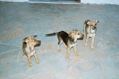 Die s&uuml;ssen Schmuser bei Renate
