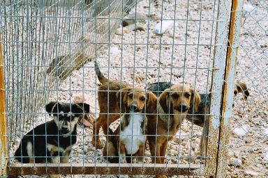 Birgit, Floh, Adam und Theodora
