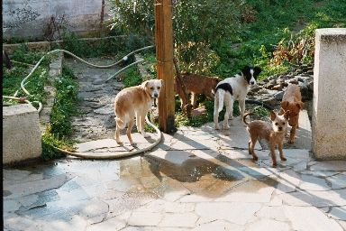 Kali, Samson, Cordi, Pepe und Leonie im Garten