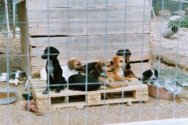 Donatella, Herbert, Attila, Panos, Lotti, Takis