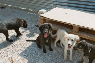 Moses, Balu, Achilles, Aida und versteckt Anatol