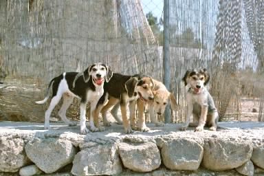 Aimee, Fidelio, Romy, Rosalie