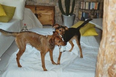 Die Einnahme des "Paradieses"