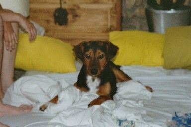 Floxemann - der Eroberer