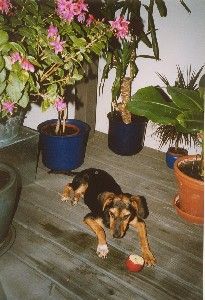 Mhm-lecker! Ein Apfel!