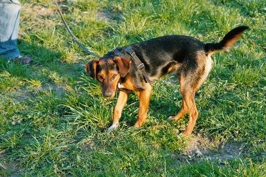 Was? Ich buddeln...??? Warum sieht man das an meiner Nase?