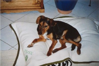 Die sind doch wahnsinnig! Bei dem Wetter geht KEIN Hund raus!