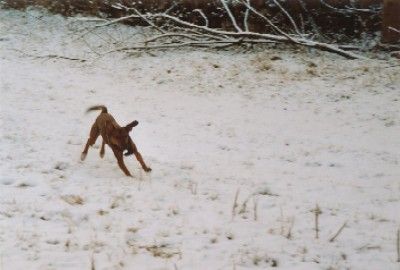 Luna - unser Windhund : -)