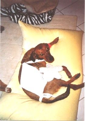 Luna am Abend nach der OP!