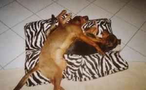 Also Luna - trotz Federgewicht wirst Du langsam schwer...