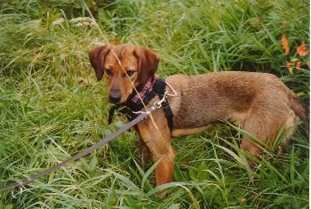 Luna erkundet die neue Umgebung...