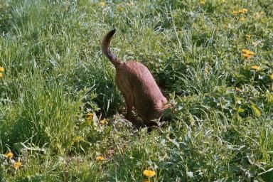 Lunas typische Pose - halb im Erdreich :-))