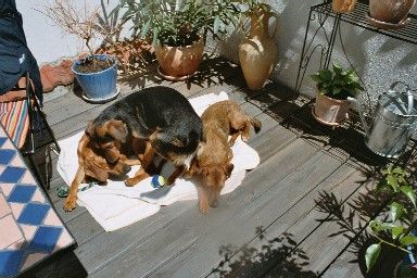 Jetzt reicht's aber - in der Mitte bei Luna ist mein Platz!