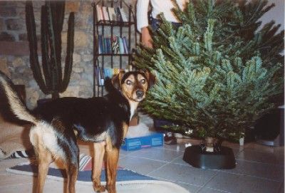 Melli, warum steht der hier?