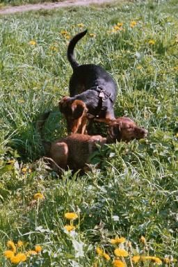 Luna - wo bist DU denn?