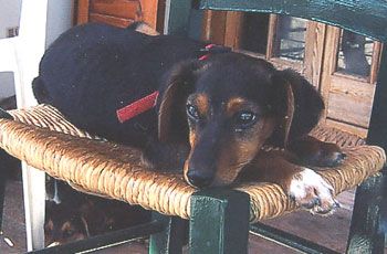 Vermittlungsbild Jo - Flox